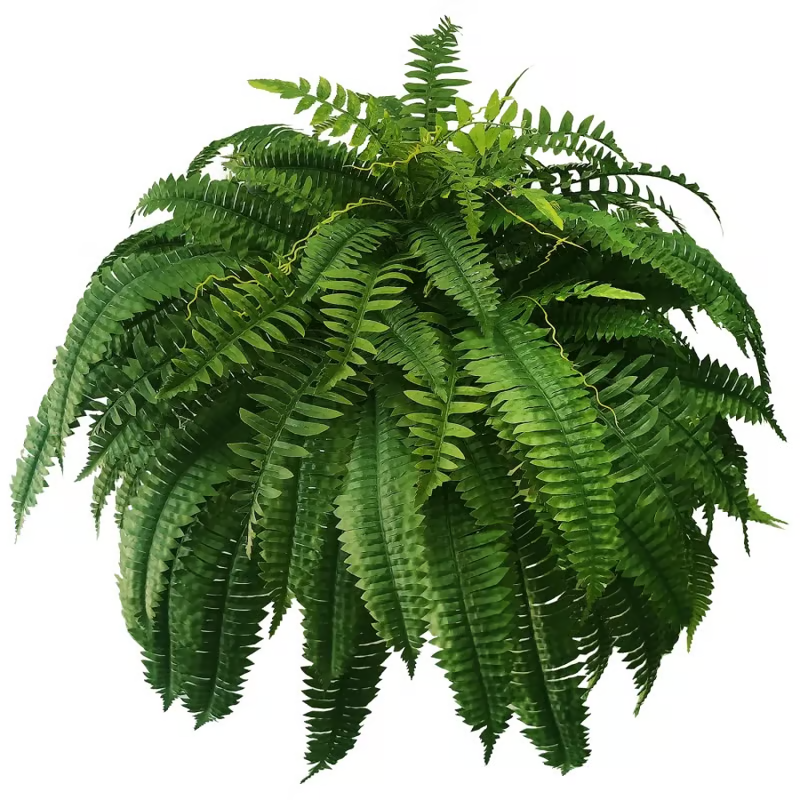 🔥Last Day 75% OFF--🌿Lifelike Artificial Boston Fern