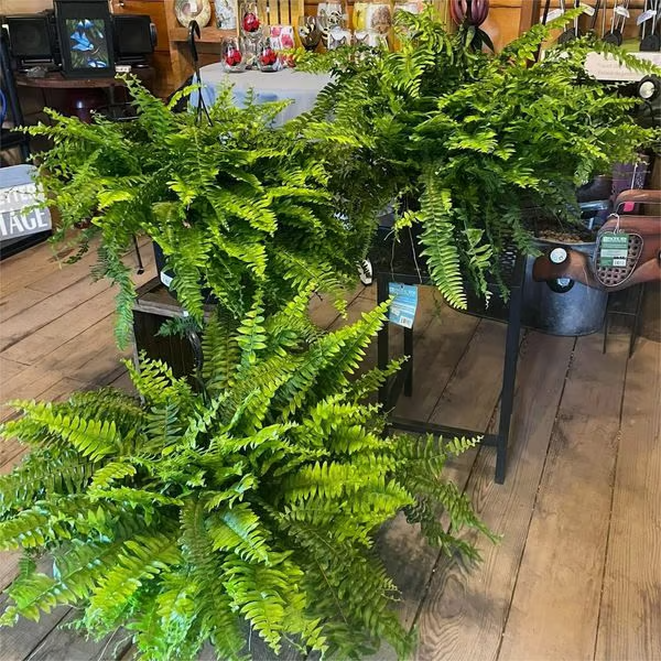 🔥Last Day 75% OFF--🌿Lifelike Artificial Boston Fern