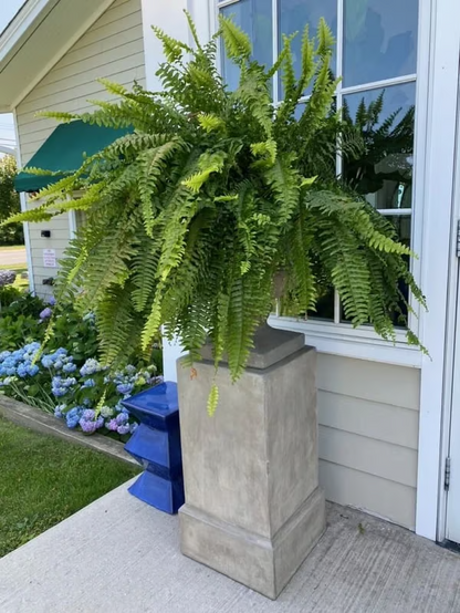🔥Last Day 75% OFF--🌿Lifelike Artificial Boston Fern
